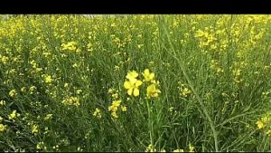 Desi wife sucking induan’s dick hard in the field, I fucked her ass, full sex