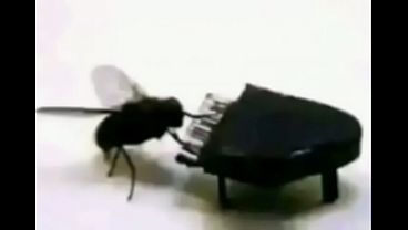 Vídeo de verificação