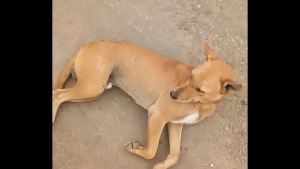 कर