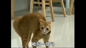 xvideo的第一個哈基米音樂
