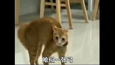 xvideo的第一個哈基米音樂